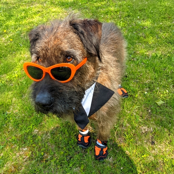 ✨ ⭐ ✨JULY UPDATE! ⭐  Brownie Dog 🐾💕🐾 #fairygodmothersdog - Picture 1 of 8